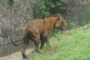Rear view of a Bengal tiger standing in the grass watching the surroundings