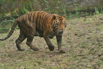 A Bengal tiger walks around on the rocks watching the surroundings