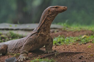 A salvator lizard poked its head up to look around