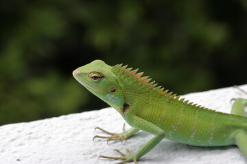 Closeup head of green iguana, Green iguana side view on wood, animal closeup