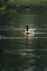 Canada goose floating in the lake