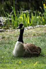 Canada goose resting in a green meadow