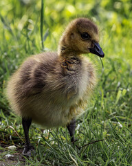 Closeup shot of a gosling pecking in a green grassy meadow