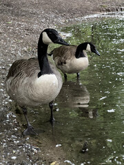 Obraz premium Two Canada geese standing on the edge of the water