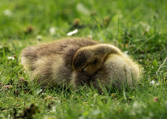 Closeup shot of a gosling napping in a green grassy meadow