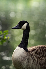 Closeup shot of a Canada goose near a pond with bokeh in the background