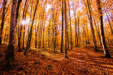 Obraz premium Autumn in La Fageda D En Jorda Forest, La Garrotxa, Spain