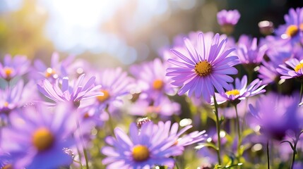 Beautiful purple daisies basking in the warm sunlight, captured in a vibrant, lush meadow during a serene summer day.