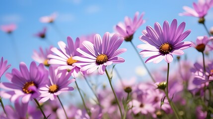 Fototapeta premium Beautiful purple daisies bloom under a clear blue sky, creating a vibrant and serene spring scene in a sunlit field.
