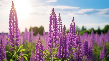 Fototapeta premium Vibrant purple lupine flowers basking in the warm sunlight on a bright, clear day, creating a beautiful natural scene.