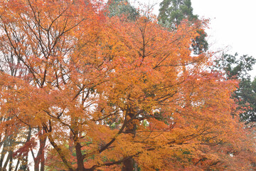 京都の紅葉