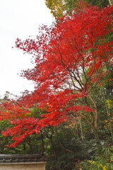 京都の紅葉