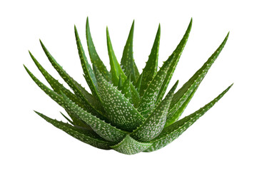 Fototapeta premium Close-up of Aloe Vera Plant with White Spots Isolated On White Background
