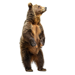 Majestic brown bear standing upright, isolated on white background, showcasing its powerful build and expressive eyes.