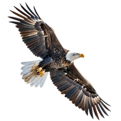 Majestic bald eagle soaring in the sky with wings fully spread, showcasing its powerful and graceful presence.