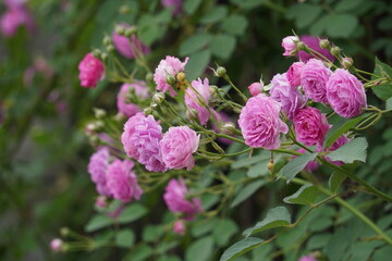 The rose blossoms of the fence in spring