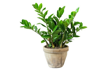 Green Plant in a Terracotta Pot Isolated On White Background