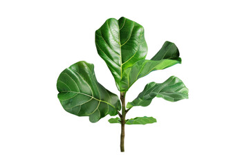 Green Fiddle Leaf Fig Branch Isolated On White Background