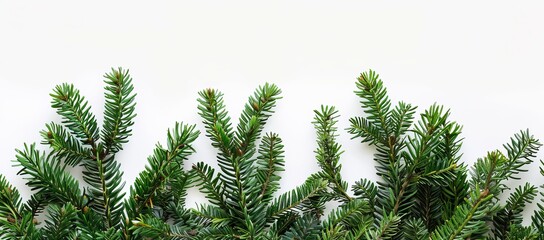 Festive composition with fir tree branches isolated.