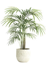 Green Palm Plant in White Pot Isolated On White Background