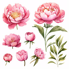 watercolor set of pink peonies, flowers collection spring flowers , botanical plant illustration, beauty and soft colors