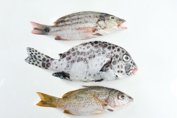 several types of sea fish isolated on a white background