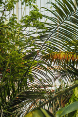 Tropical foliage in a greenhouse with sunlight streaming through