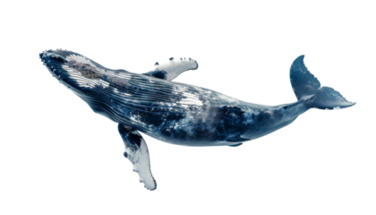 A magnificent blue whale gliding through the ocean, showcasing its immense size and powerful, graceful presence underwater, isolated on transparent background