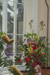 Few potted plants on the windowsill