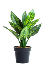 Green Snake Plant in a Black Pot Isolated On White Background