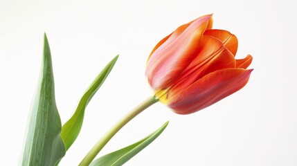 Fototapeta premium tulip flora isolated on white background.flower plant concept for designer