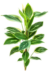 Obraz premium Green and White Striped Plant with Veined Leaves Isolated On White Background