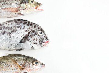 several types of dead sea fish, isolated on white background and negative space