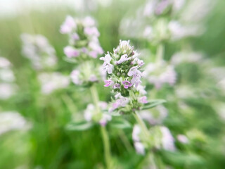 Blooming medicinal plant thyme close up
