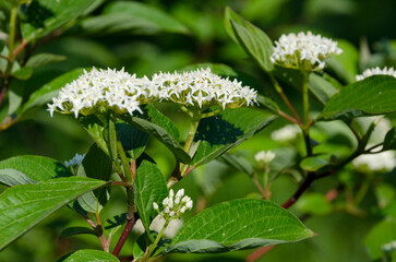 Blooming elderberry in the garden.