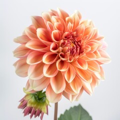 flower Photography, Dahlia Bicolor Noordwijks Glory , Close up view, Isolated on white Background