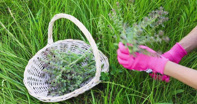 A woman in protective pink gloves collects a medicinal plant, Nonea Pulla, which has anti-inflammatory and antibacterial properties, into a basket
