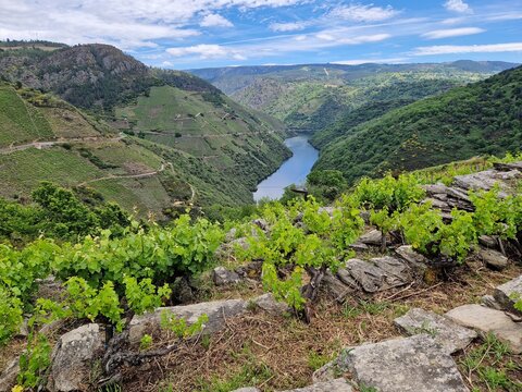 Steep vineyards of Ribeira Sacra, Rias Baixas, Galicia, Spain - heoric viticulture above the Rio Sil and Mino river