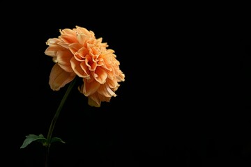 flower Photography, Dahlia Mystery Day, full view object, copy space on right, Isolated on Black Background