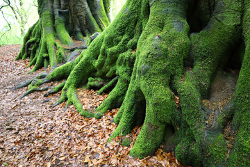 Finger-like tree roots covered with moss	