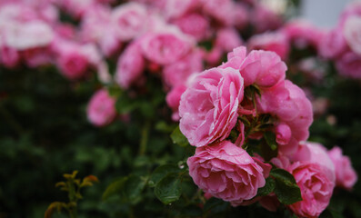 A bed of pink roses on a cloudy spring day. A close-up view of decorative outdoor blooming flowers. Petrovaradin Citadel flora in Novi sad Serbia, Vojvodina region.