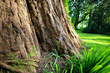 Bluebells growing at the base of a large tree