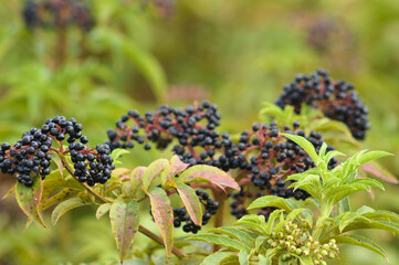 Closeup of black dwarf elder fruits with green blurred plants on background