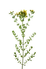 Hypericum perforatum