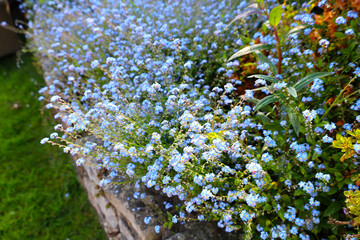 Blue flowers Myosotis scorpioides booming in a garden