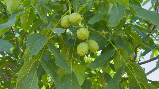 Green walnuts growing on a tree