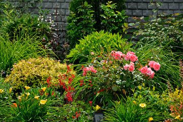 żółte liliowce i rózowe róże w ogrodzie, piękny ogród, rabata z bylinami i krzewami w wiosennym ogrodzie, kolorowa rabata w ogrodzie, flowerbed with perennials, Hemerocallis, Rosa  © kateej