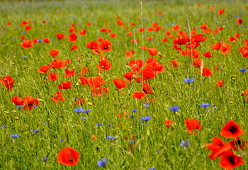 czerwone maki i niebieskie chabry na łące, pole maków, red poppies and blue cornflowers in the meadow, field of poppies, Colorful flower meadow with poppies and cornflowers, Papaver rhoeas, Centaurea  © kateej