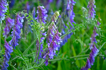 Wyka ptasia na łące, polne kwiaty, Vicia cracca, Bird vetch in the meadow, wild flowers, purple boreal vetch flowers © kateej