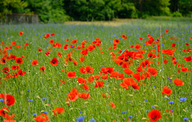 czerwone maki i niebieskie chabry na łące, pole maków, red poppies and blue cornflowers in the meadow, field of poppies, Colorful flower meadow with poppies and cornflowers, Papaver rhoeas, Centaurea  © kateej